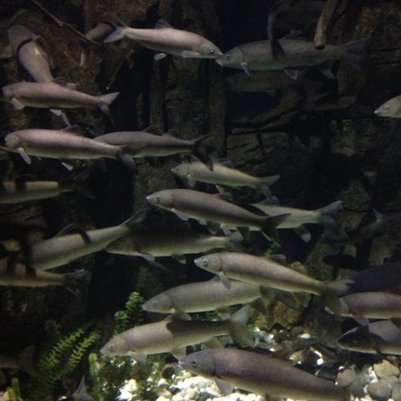 Visita de Estudo à Corticeira J.A.Beira e ao Sealife